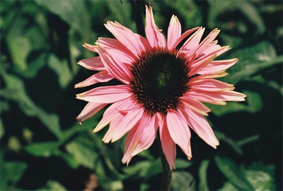 关于志愿者的口号大全85句 关于志愿者的口号大全85句