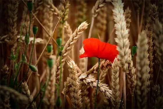 精英团队销售口号82句