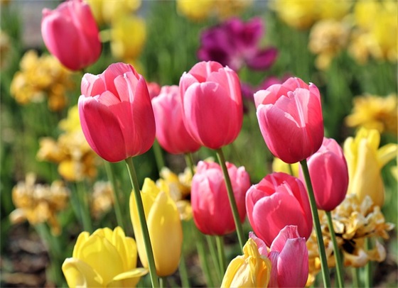 青年志愿者口号大全86句