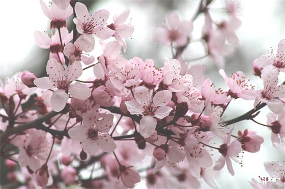 光盘行动简短口号大全