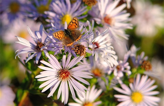 撩妹到湿的句子 把女朋友聊湿的小情话