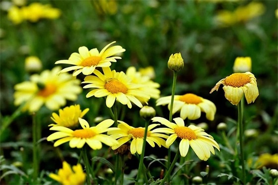 描写思乡的句子72句