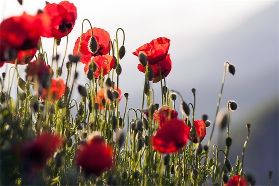 伤心烦躁的句子