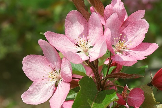 原谅别人的句子