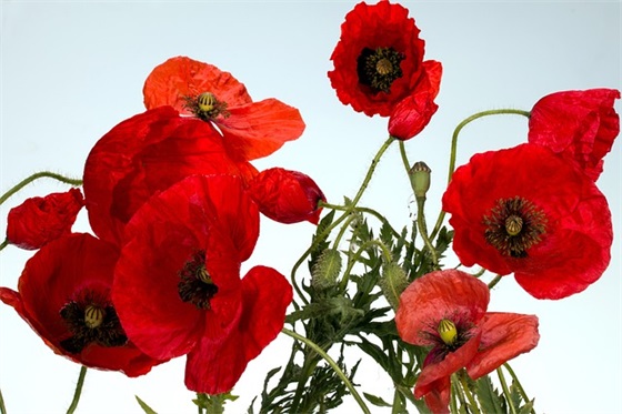 祈祷平安的句子简短 愿世间无灾无病的句子