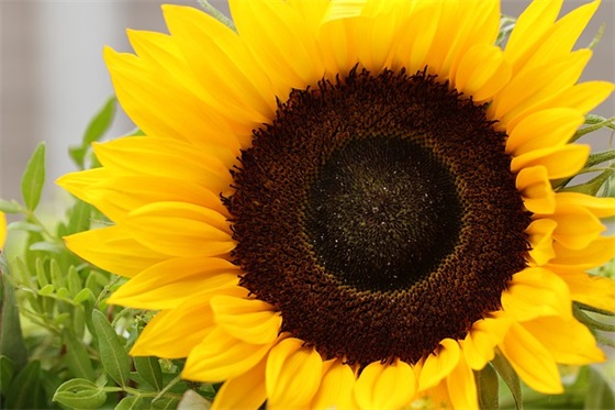 形容可爱的古风句子(描写古代很可爱的男孩的句子有哪些)