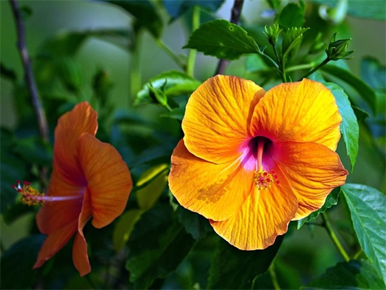 过生日的祝福语怎么说