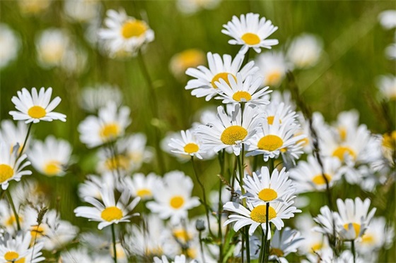 妈妈66生日祝福语大全