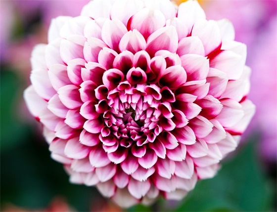 同事结婚的祝福语 送给同事结婚的祝福语