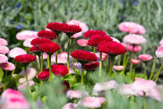 老公升职祝福语29句