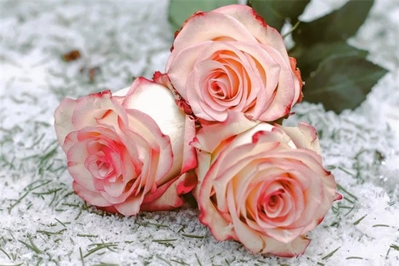 初恋结婚了如何祝福语 对结婚新人的祝福语