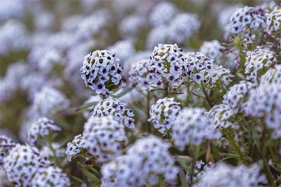 形容马路上车流拥堵文艺句子