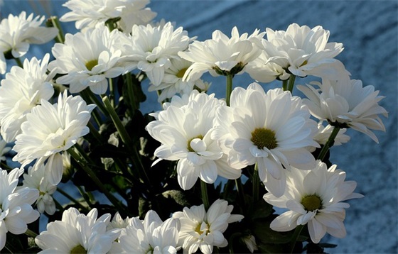 余生不悲不喜的句子 2026年不悲不喜的心情短句