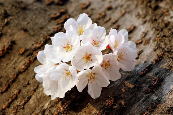 怀念旧情的简短句子