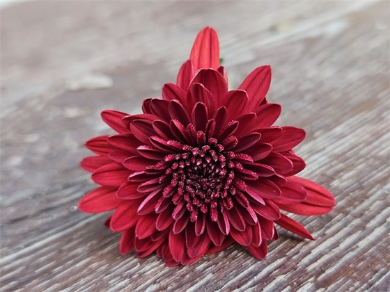 描写长颈鹿外貌的句子