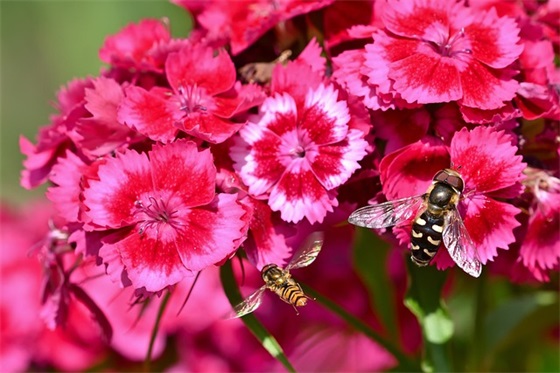 除夕的祝福语简短