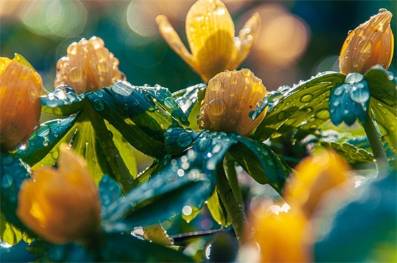 最经典的芒种节气祝福语大全
