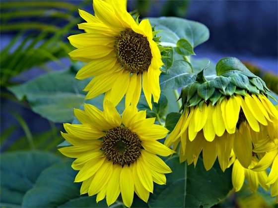 精选母亲节给妈妈的祝福语