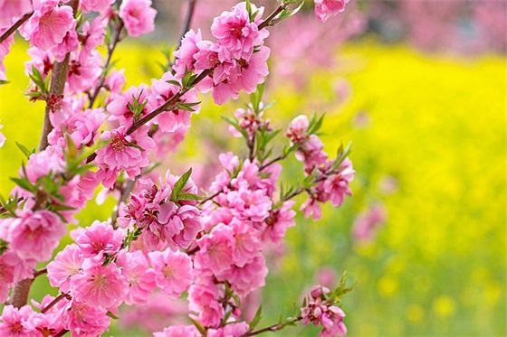 自己的生日祝福语简短