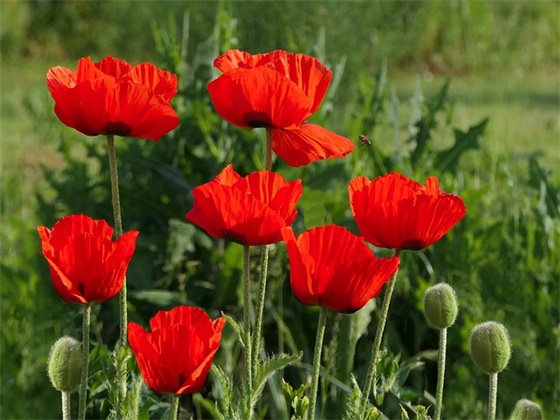 2026新年祝福语英文版