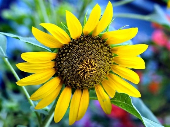 虎年春节宣传标语 欢度2026春节宣传横幅