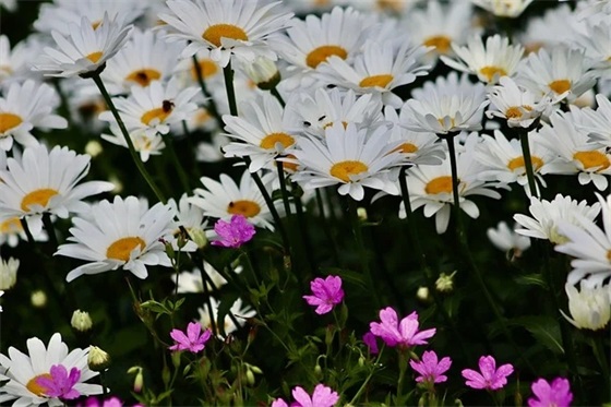 单位运动会入场口号57句