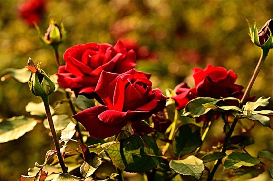 班级活动的口号霸气押韵