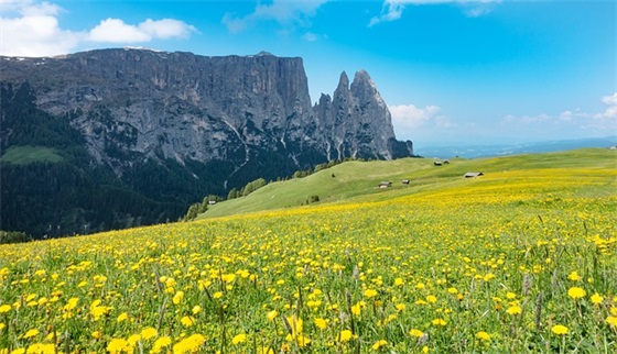 植树节活动宣传口号