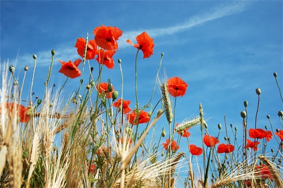 2026最新法制宣传日标语