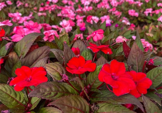 消防安全口号标语大全儿童