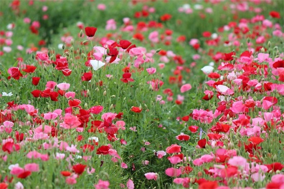 关于赞美老师的优美句子