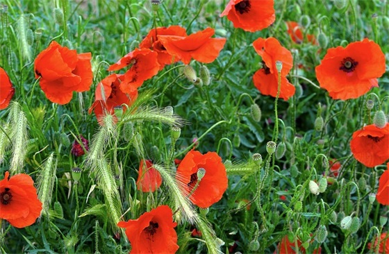 有关伤感幽默的句子 伤感幽默句子