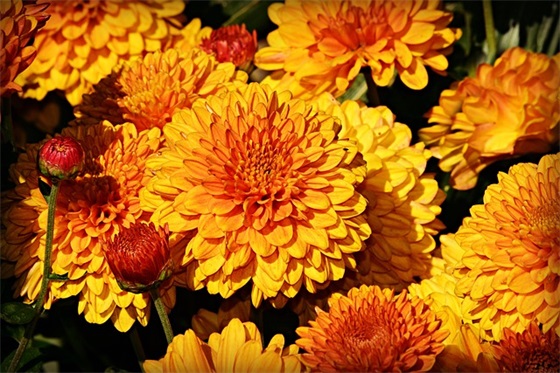 回不去家的伤感句子 想回家过年却回不去的句子