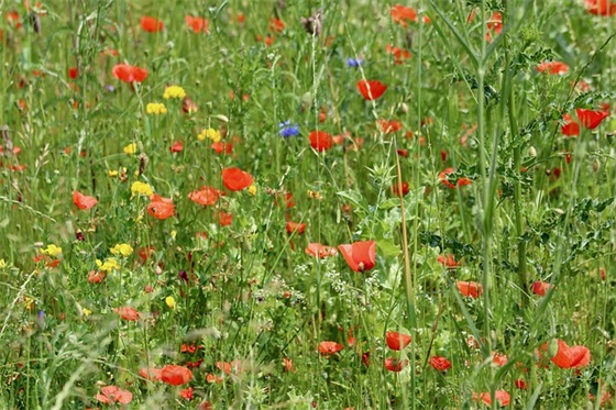 蓝球赛加油口号大全39句