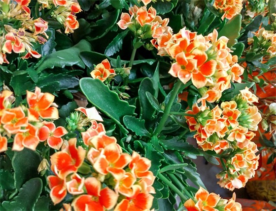 防盗抢安全标语32句