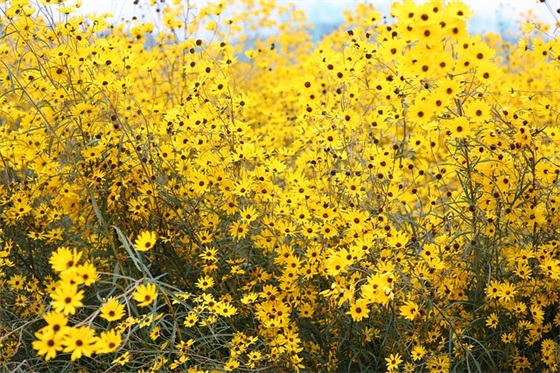 公厕口号 公厕奇遇老大爷