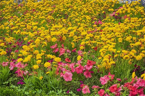 校园运动会押韵口号