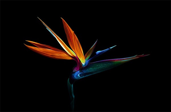 公司足球队口号大全54句