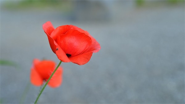 班级入场口号49句