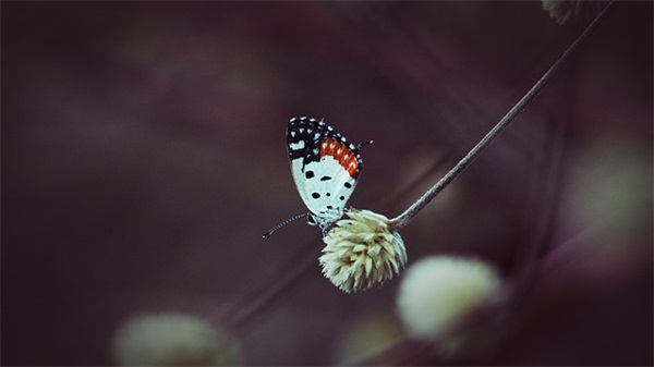 五一农民的祝福语