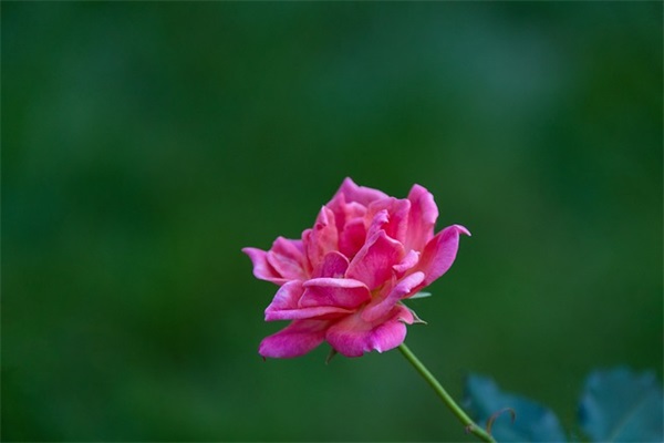 结婚纪念日的英文祝福语 结婚纪念日祝福语英文