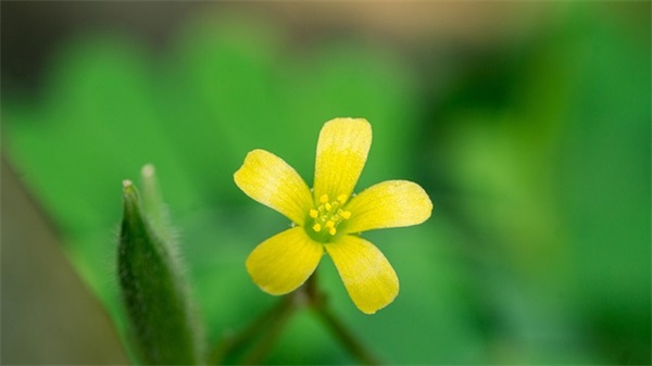 大雪节气祝福及问候语 大雪节气的问候语