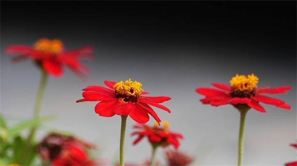 高考简短祝福语搞笑32句