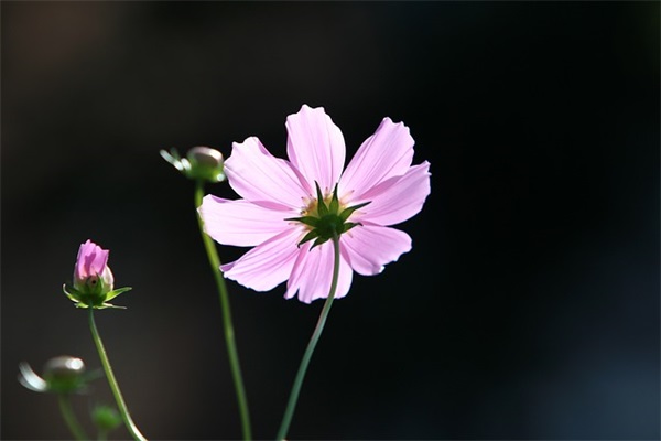 生日结婚祝福语大全 生日结婚纪念日祝福语
