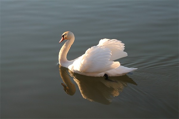 拟人句环保标语18句