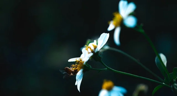 小学生安全标语口号大全