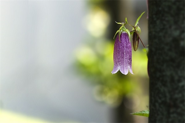 爱牙宣传口号28句