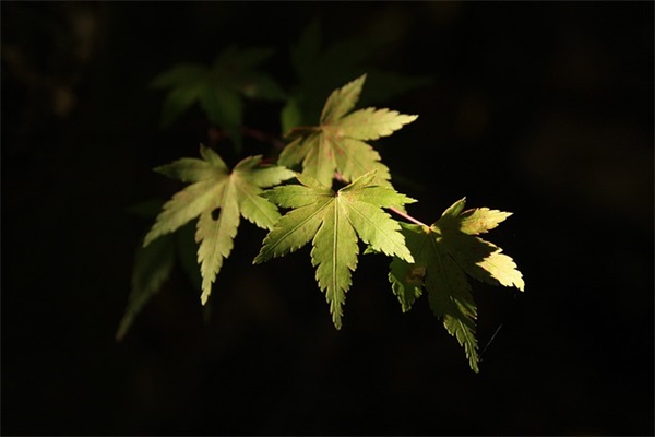 宣传语式广告宣传文章标题 标语式广告标题