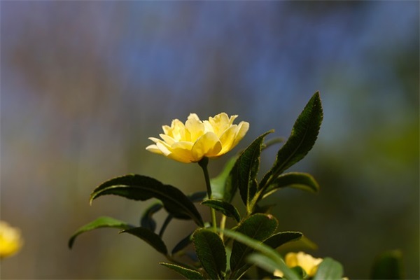 2026精选爱耳日口号 2026开门红激励口号押韵 2026精选爱耳日口号 2026开门红激励口号押韵