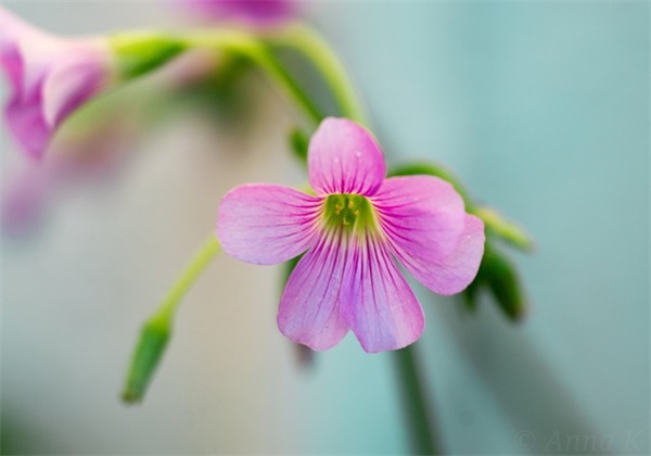 很甜很撩的晚安句子撩女生(晚上发给女朋友的暖心情话)